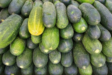 Piyasada bir sürü taze yeşil kabak