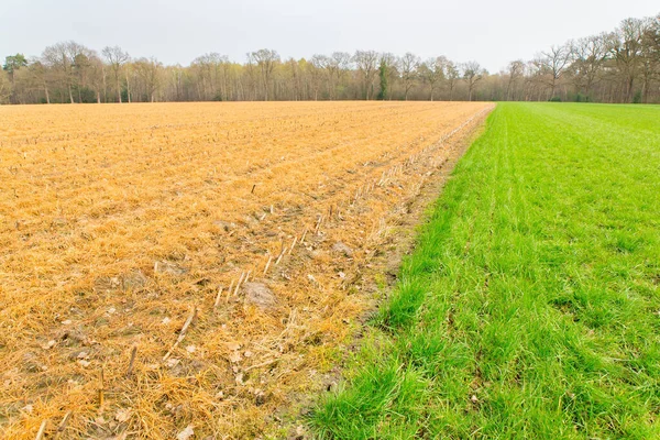 Hierba verde y campo de maíz amarillo rociado — Foto de Stock