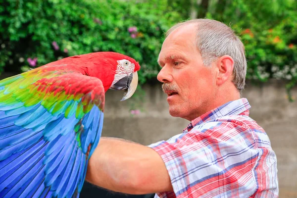 Человек держит красный ара на руке снаружи — стоковое фото