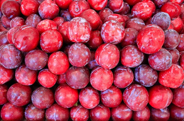 Many red fresh plums for sale at market — Stock Photo, Image