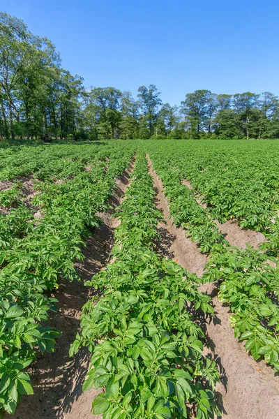 Campo de batata com fileiras de plantas de batata na Holanda — Fotografia de Stock