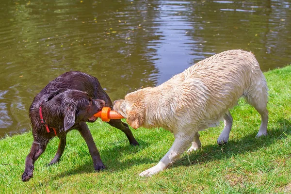 Two labrador dogs playing with  orange rubber toy — Stock Photo, Image