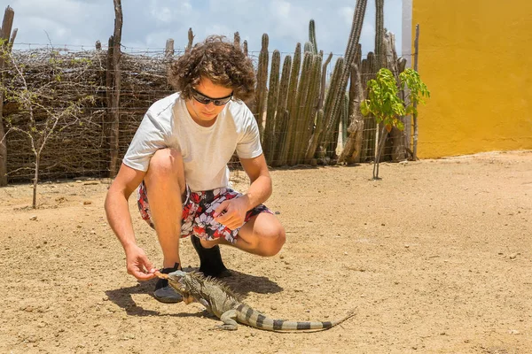 Młody Biały Mężczyzna Karmi Iguana Ziemi Parku Bonaire — Zdjęcie stockowe