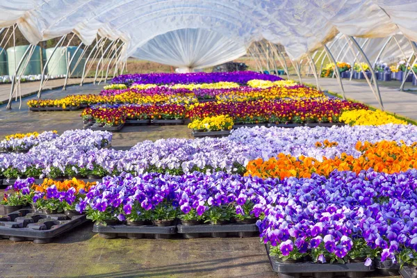 Dutch Plastic Greenhouse Path Colorful Flourishing Pansies — Stock Photo, Image