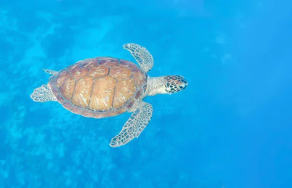 Green sea turtle swims in blue sea at Bonaire
