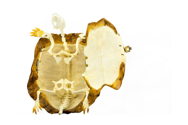 Inside of turtle with skeleton isolated on white background