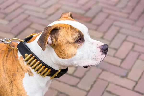 Ritratto Staffordshire Terrier Dog Con Pallottole Sul Colletto — Foto Stock