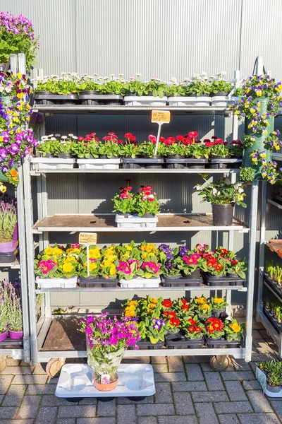 Estante Lleno Florecientes Plantas Bellis Primula Holanda — Foto de Stock