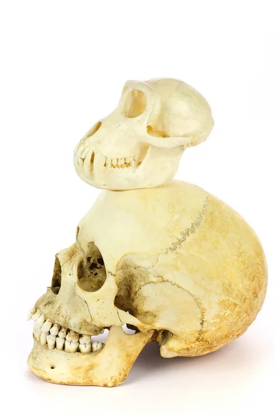 白い背景に隔離された人間と猿の頭蓋骨 — ストック写真