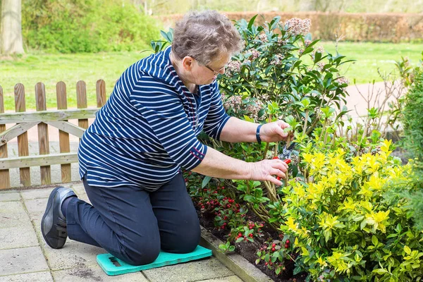 老欧洲女人在花园里修剪植物的枝条 图库照片