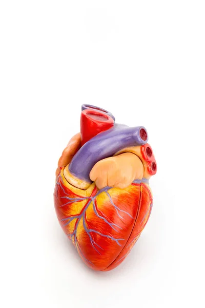 白色背景下孤立的封闭人工心脏模型 图库照片