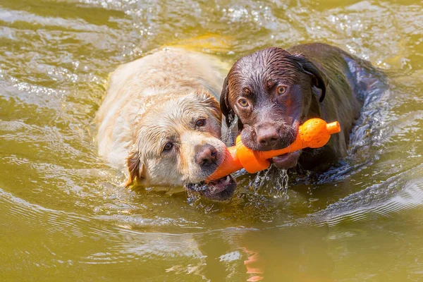 两只带橙色橡胶玩具的拉布拉多犬在天然水中并排游动 免版税图库图片