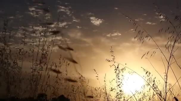 Grama Movendo Com Vento Pôr Sol Com Sol Nuvens Brancas — Vídeo de Stock