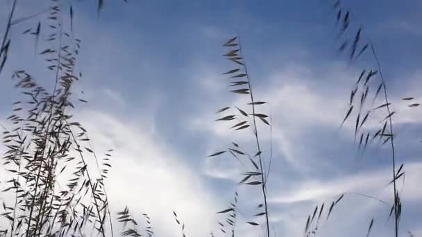 Tráva Pohybovala Větrem Modrým Nebem Pozadí Bílými Mraky — Stock video