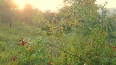 Arka planda dağlar ile gün batımı sırasında gül kalça (Rosa canina) bir çalı etrafında iplik