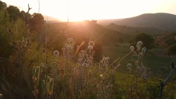 日没時に太陽が山の後ろに沈む間 風に揺れる野生の草 — ストック動画