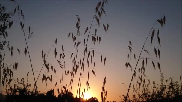 Kräuter Die Vom Wind Vordergrund Bewegt Werden Mit Sonnenuntergang Hintergrund — Stockvideo