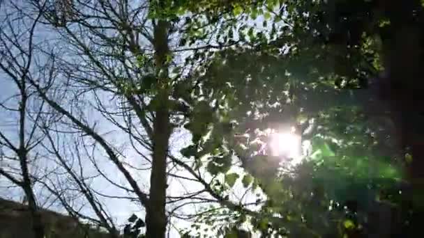 Panorering Kamera Visar Toppar Popplar Träd Med Den Blå Himlen — Stockvideo