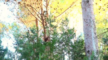 Kırmızı sincap (Sciurus vulgaris) selvi meyve yemek