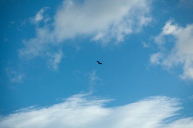 Akbaba silueti mavi gökyüzünde beyaz bulutlarla uçuyor