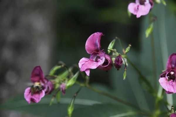 Bir Lathyrus tuberosus, tuberous bezelye, tuberous vetchling, toprak bezelye, bir bahçede ayakta