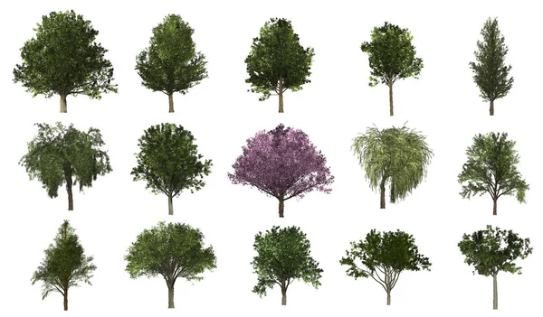 Beyaz bir arka, ağaç koleksiyonu üzerinde izole ağaçlar.