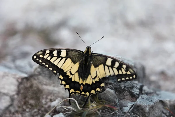 Bir Kayanın üzerinde oturan bir Dovetail Kelebeği