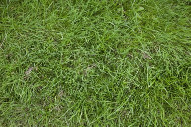 Bir bahçe veya bahçesinde çim doku yeşil gerçek çim