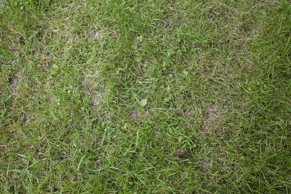 doğal çim desen sorunsuz bir doku