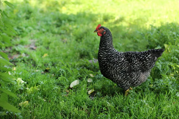 Tschernuschka Schwarze Bunte Henne Auf Dem Rasen — Stockfoto