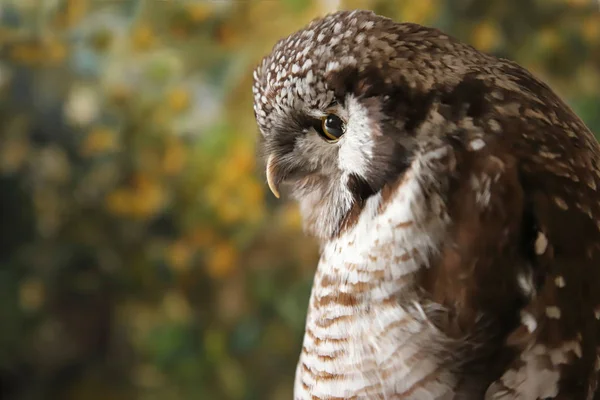 Owl profile on green background