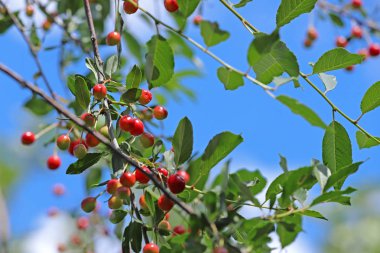 Gökyüzüne karşı olgunlaşan kiraz dalları