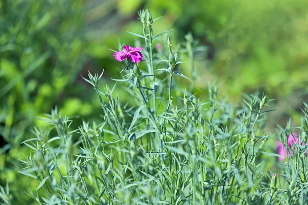 Küçük çalı vahşi karanfiller