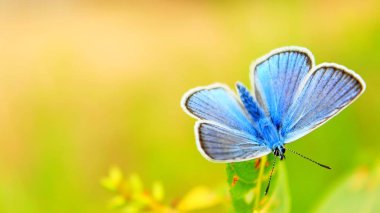 Mavi kelebek yeşil yaprakta