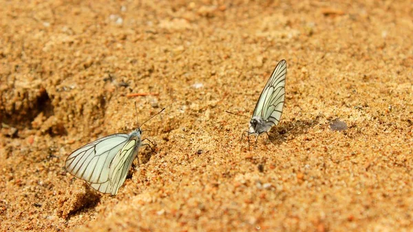 Two Butterflies River Sand — Stock Photo, Image