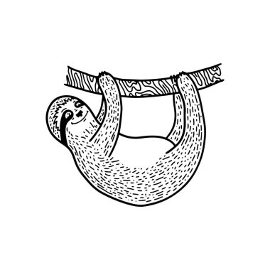 Bir ağaç dalı üzerinde elle çizilmiş tembellik nahging. Elle çizilmiş, karalama stili.