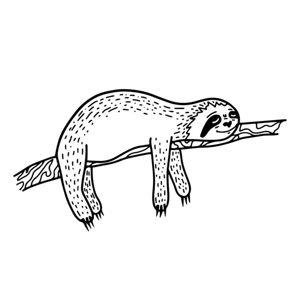 Perezoso perezoso dibujado a mano durmiendo en una rama de árbol. Dibujado a mano, estilo garabato . — Vector de stock