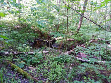 Rusya'nın geçilmez ormanı