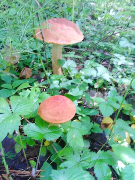 Family Mushrooms Red Hat — Stock Photo, Image