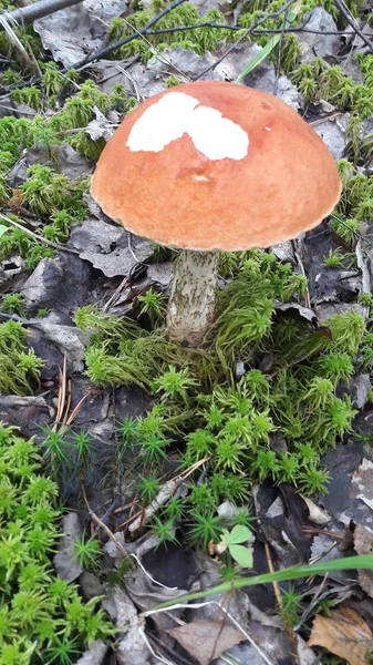 Mushroom Picking Russian Forest — Stock Photo, Image