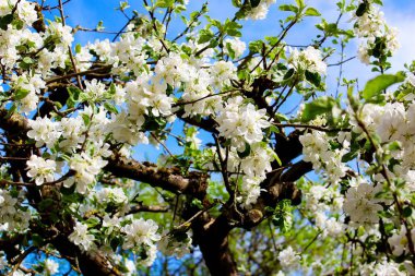 Baharda beyaz kiraz çiçekleri.