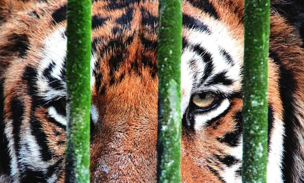 Tigers eye behind old bars.