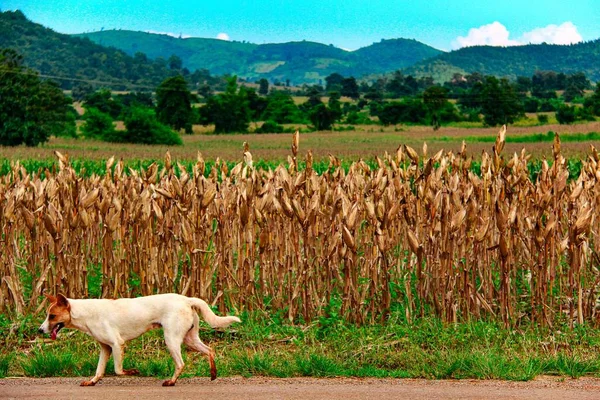 Собака перед кукурузным полем . — стоковое фото