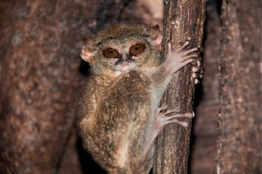 Küçük Tarsier maymun bir ağaç ahşap dalları arasında gizleme.