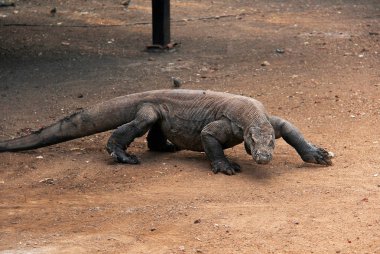 Stalking Komodo Dragon Flores Komodo Milli Parkı, Endonezya.