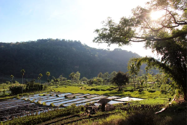 Зеленые террасы рисовых полей с водой перед горами с лесом в солнечный день во Флоресе, Юго-Восточная Азия . — стоковое фото