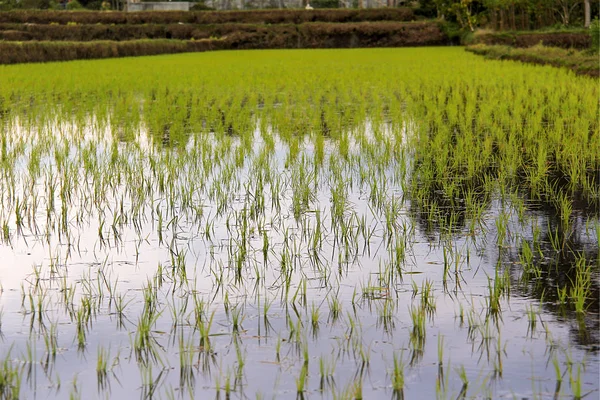 Grüne Terrassen mit frischen Reisfeldern in spiegelndem Wasser in Blüten, Indonesien. — Stockfoto
