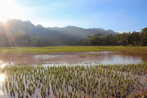 Рисовые поля перед горами на солнце . — стоковое фото