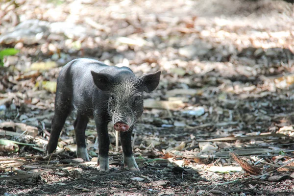 Liten ung gris med vitt hår på pannan i Flores, Indonesien. — Stockfoto