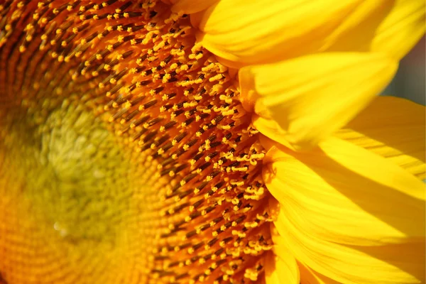 Желтый макрос подсолнечника крупным планом на солнце . — стоковое фото